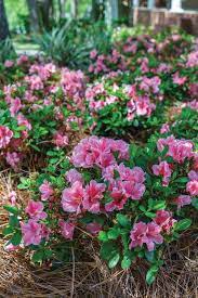 Classic Design Encore Azaleas Under A Pine Tree Canopy Azaleas Landscaping Landscaping Around Trees Plants Under Trees