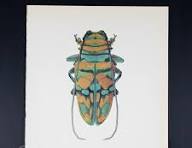 Scarabée STERNOTOMIS - Lithographie vintage offset couleur ...