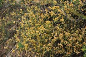 Image result for Vincetoxicum apiculatum