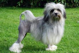 The löwchen's long and wavy coat can be presented in a lion cut. Lowchen Little Lion Dog Temperament Price And Puppies For Sale