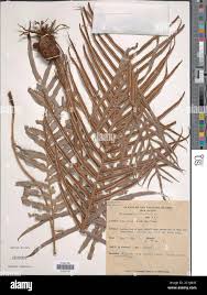 Image result for Blechnum ivohibense