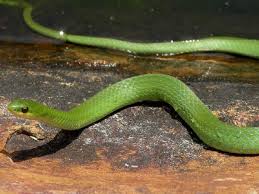 We did not find results for: Illinois Snakes Pictures And Identification Help
