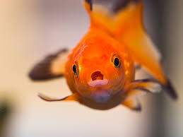 How To Cure Swim Bladder Disease In Molly Fish | Cuteness