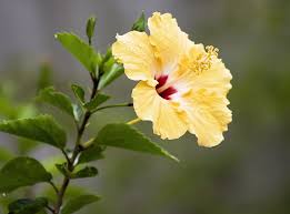 Small yellow hibiscus flowers accent thesmall yellow hibiscus flowers accent the large, lush green foliage of this artificial birds nest that extends outward and hangs beautifully over a hanging basket. Royalty Free Photo Yellow Hibiscus Plant Pickpik