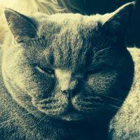 Pet shed coupons, deals, offers and discount code has been verified in a timely manner to check the reliability of the coupons displayed here. Freeshipping Com Reviews 64 Reviews Of Freeshipping Com Resellerratings