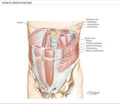 The Role Of Transversus Abdominis Tra In Lumbopelvic Stability Rayner Smale Transversus Abdominis Fascia Human Body