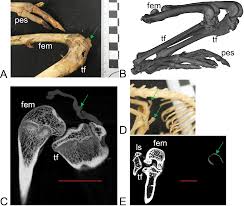 Victoria park ave at finch ave east accessible. Evolution Of The Patella And Patelloid In Marsupial Mammals Peerj