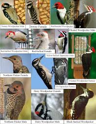 Umpqua birds birds and birding in douglas county, oregon. There Are Eight Woodpeckers Found In Michigan 1 Downy Woodpecker At About 6 Inches It S Sma Wild Birds Unlimited Backyard Birds Watching Backyard Birds