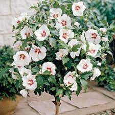 Red Heart Rose Of Sharon Tree Rose Of Sharon Tree Hibiscus Tree Bonsai Flower