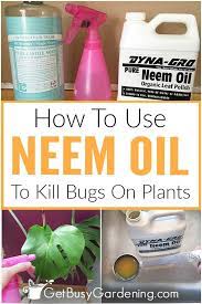 Neem oil has chloroform extracts and is quite effective in killing the scabies mites. Neem Oil Insecticide How To Use Neem Oil On Houseplants