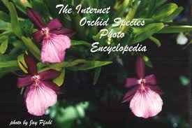 Image result for Microcoelia corallina