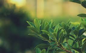 Next page › 27,025 free wallpaper. Aesthetic Wallpaper Landscape Green Novocom Top