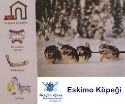 Eskimo Kopegi Hepgun Ajans Ansiklopedik Bilgiler I Bilim I Haberler I Hayvansever Kanallari I Hukuk I Film I Kitap I Saglik I Tarih I Yasam