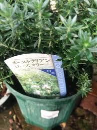 常緑 丈夫で花が長く咲く ウエストリンギア オーストラリアンローズマリー の成長 パパの手間いらず庭づくり