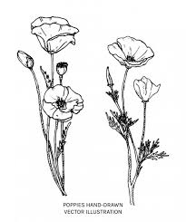 Signup for free weekly drawing tutorials 427 California Poppy Vector Images Free Royalty Free California Poppy Vectors Depositphotos