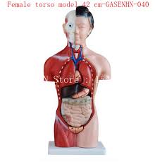 Several women were upset that they weren't taught this in school. Visceral Anatomy Male Female Torso Anatomical Model Chest Abdomen Organ Structure Medical Female Torso Model 42 Cm Gasenhn 040 Anatomy Male Torso Modelanatomical Model Aliexpress