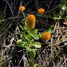 Image result for Polygala friesii