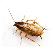 The cockroach exterminator will arrive fully equipped and ready for work by making a full inspection of your property. Cockroach Control Centurion Pest Control