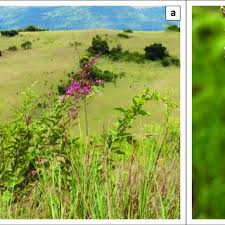 Image result for Pseudarthria