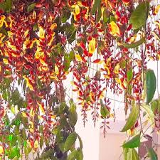 Image result for Thunbergia mysorensis