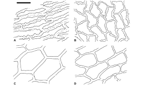 Image result for Crepidomanes inopinatum