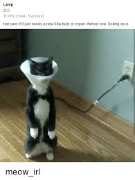 What's the deal with women and salt lamps? Meme Creation Cat Lamp Meme
