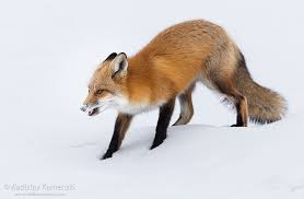 365 Days Fox Marathon Day 266 Vlad Kamenski Photography Animal Photography Wildlife Animals Beautiful Fox