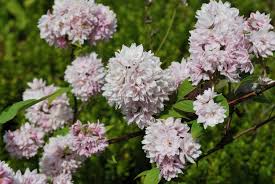 Image result for Deutzia hybrida Pink Pompon