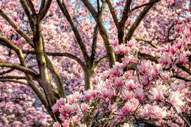 Magnolia Flowers Magnolia Flower Parts Of A Flower Flowers