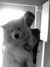 Big Black And White Fluffy Dog 21 Dogs Who Don T Realize How Big They Are Cute Animals Big Dogs Animals