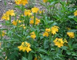 Image result for Crossandra mucronata