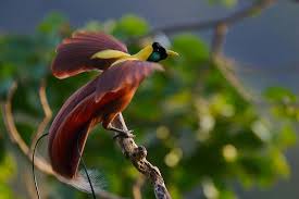 Desktop Birds Of Paradise Wallpaper Photo By Timlaman As Dawn Breaks A Male Red Bird Of Paradise Prepares For His Morning Courtship Ritual At The Top Of The Fores Birds Greater Bird Of Paradise Beautiful Birds