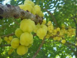 Grosellas Fruits Exotiques Fruits Et Legumes Arbre Fleuri