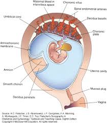 Placenta Cord And Membranes Fleischers Sonography In