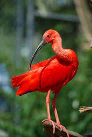 Hours, address, sylvan heights bird park reviews: Day Trip A Trip To Sylvan Heights Bird Park Carolina Parent