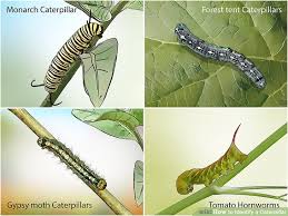 3 Ways To Identify A Caterpillar Wikihow