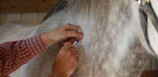 We did not find results for: La Vacunacion En Caballos