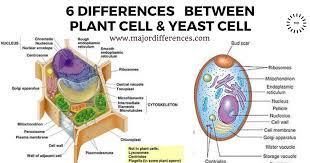 * the word cell is derived from the latin word one of the most obvious differences between plant and animal cells is with regard to their general morphology. How Is Plant Cell Different From Yeast Cell See The Simplified Point Wise Difference Http Bit Ly 2si3o0l Plant Cell Teaching Biology Cell Wall