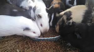 He would eat some pellets and. Rabbits Vs Guinea Pigs For Meat Costs And Considerations Part 1 Dirtartful