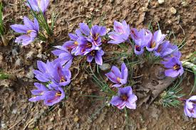 Non trovi il tuo fiore o la tua pianta tra queste e vuoi scoprire il suo nome? Coltivazione Di Zafferano Come Fare Tutti I Segreti Sicilia Agricoltura