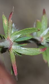 Image result for Polycarpaea corymbosa