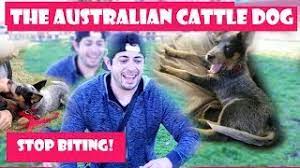 Stop Puppy Biting Now Australian Cattle Dog Blue Heeler Youtube