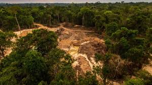 Our tour plans have been designed to maximize your experience in the amazon. Amazon Rainforest Will Be Decimated By 2064 Professor Claims Ie