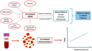 Image result for Red Cell Distribution Width