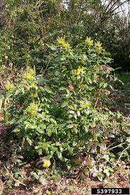 Image result for Berberis