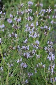 Image result for Salvia stenophylla