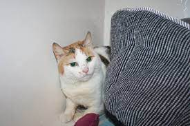 Jubilee The Injured Stray Cat Is Healing Well Thank You For Your Donations Gspca Guernsey