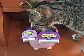 The furminator deshedding tool reduces loose hair from shedding up to 90% with regular use. Furminator For Cats Short Hair Large Vs Small Size Review The Joy Of Cats
