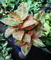 Pin On Chinese Evergreen Plants Aglaonema