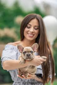 Wow, i've just run across the singularly most important research article on color plaid french bulldogs are the hottest new designer dog breed, renowned the world over to be the most expensive dog breed in the world. Exclusive Isabella Merle Tan Colored French Bulldog Guy French Bulldog Puppies Bulldog Puppies French Bulldog